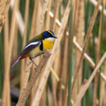 ACES POTBELLY PERSPECTIVES: “Across the Hemispheres: Birds Connect Us Through a New Sister Cities Exchange” with Rebecca Weiss